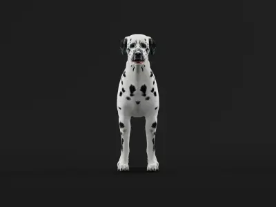 Dalmatian Dog Breed 3D model