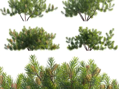 Banksia spinulosa - Hairpin Banksia 02 3D model