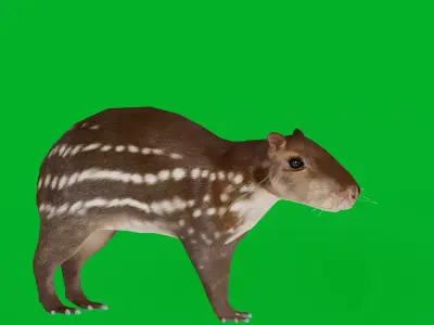 Paca Rodent Low-poly 3D model