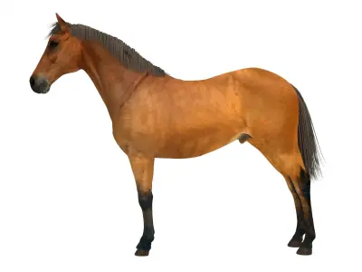 Brown Horse 3D model