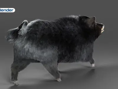 Fur Black Wild Boar Rigged in Blender Low-poly 3D model