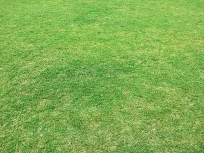 Grass background Free 3D model