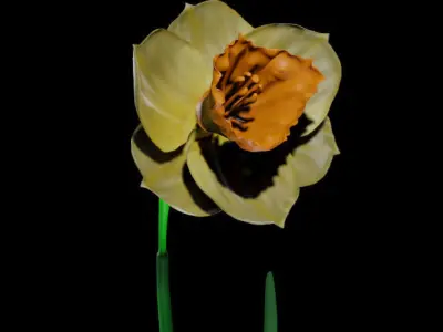 Flower Yellow Narcissus 3D model