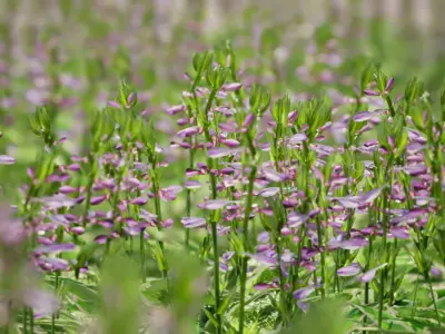 Street Garden in JAPAN - 4 Hosta Flower Grass Plant Low-poly 3D model