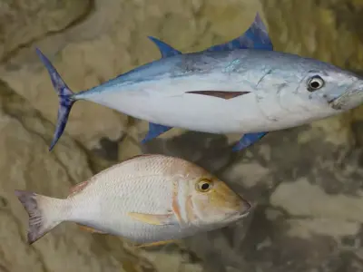 Longtail tuna-Lethrinus lentjan fish 3D Model Collection