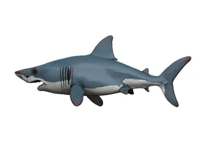 Shark Low-poly 3D model 48