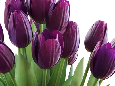 Flower Set 23 - Purple Tulips Bouquet 02 3D model