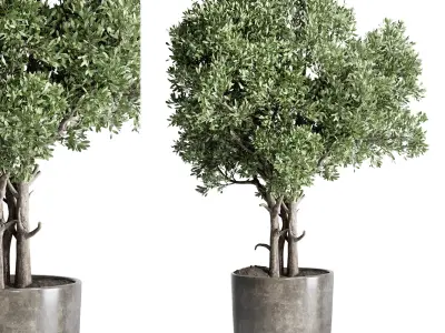 outdoor plant 170 pot old olive tree palm concrete old vase  Low-poly 3D model