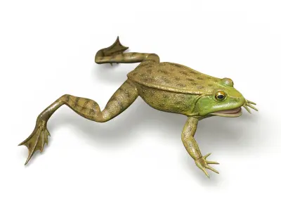 Lake Frog Low-poly 3D model