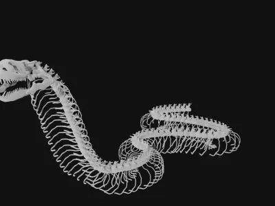 Anaconda skeleton 3D model
