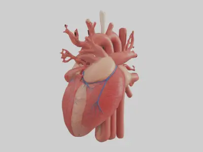 Human Circulatory Sys 1 Low-poly 3D model