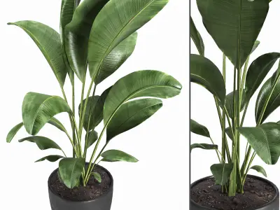 indoor plant 10 3D model