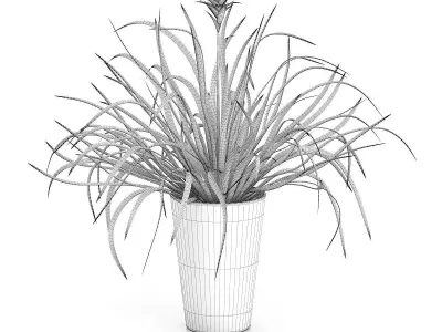 Guzmania Plant 3D model