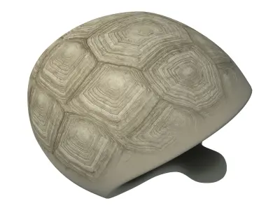 Tortoise Shell Skeleton Low-poly 3D model