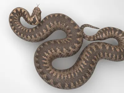 Snake 3D model