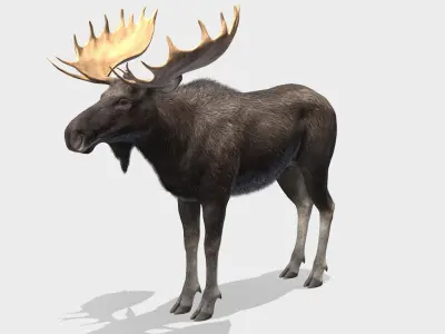 Moose - Bull Low-poly 3D model
