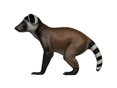 Lemur Low-poly 3D model