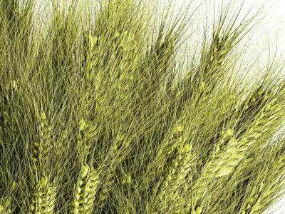 Green floral bouquet of wheat ears in a glass vase 610 3D model