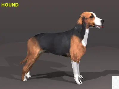 FINNISH HOUND 3D model