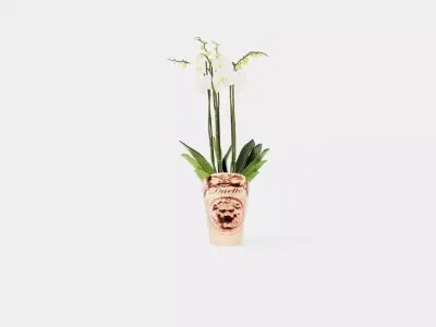 Phalaenopsis hybrid Duetto 4 branch Low-poly 3D model
