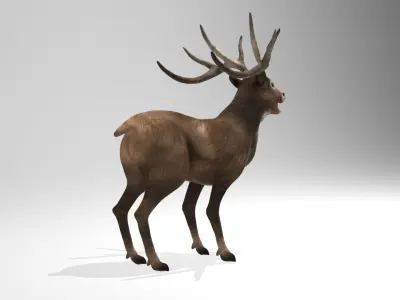 This model Deer 3D model