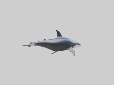 Minke Whale statue model 3D model