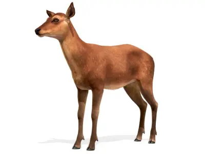 Red Deer Doe Low-poly 3D model