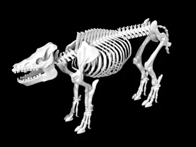 Pig Skeleton Low-poly 3D model
