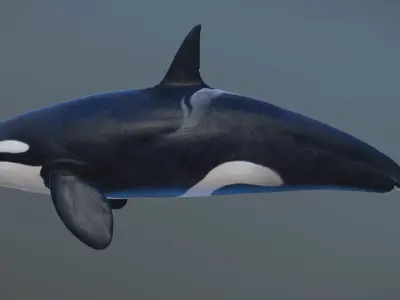Killer Whale Type A female 3D model