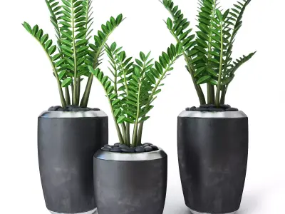 Zamioculcas three fern plants pots 3D model