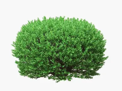 Rounded boxwood shurbs 91 - 106cm high 3D model