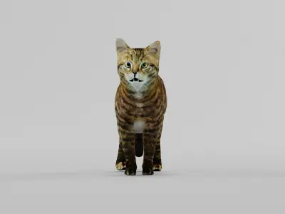 European Wildcat  Animal Low-poly 3D model