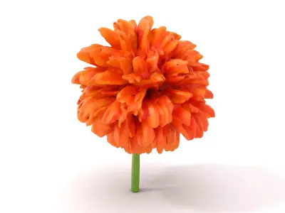 Vibrant Orange Flower model pack Low-poly 3D model