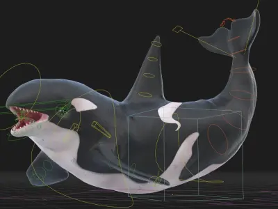 Realistic Killer Whale Rigged and Animated Low-poly 3D model