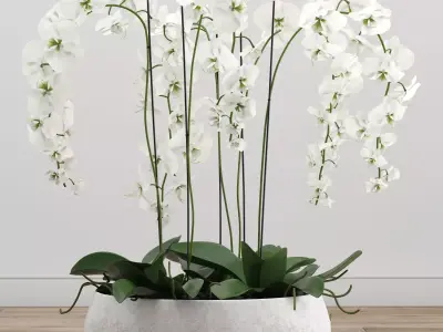 Orchid arrangement 3D model