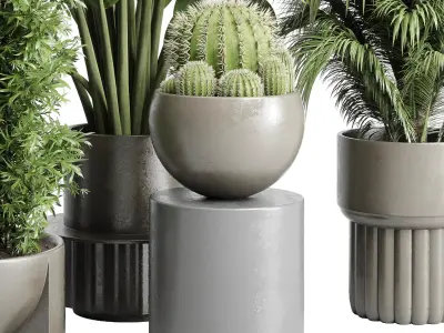 indoor plant cactus ficus rubbery monstera palm concrete dirt 3D model