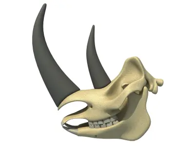 Rhino Skull 3D model