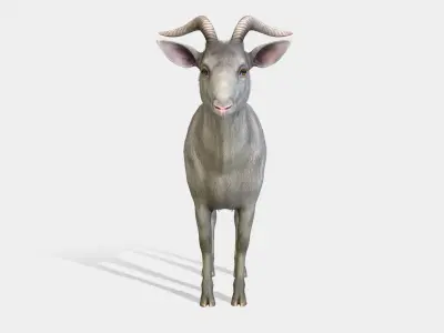 Goat - Male Low-poly 3D model