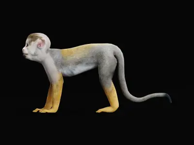 Squirrel Monkeys Primate Low-poly 3D model