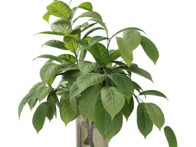 Collection Green Plants Bouquet Indoor 38 Low-poly 3D model