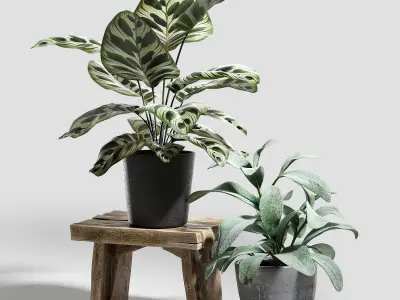 Set of plants 03 3D model