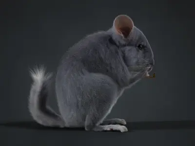 Chinchilla Rigged VFX Grace 3D model