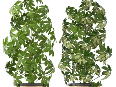 Schefflera arboricola 3D model
