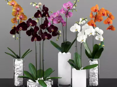 Collection of 5 realistic orchids in pots 3D model