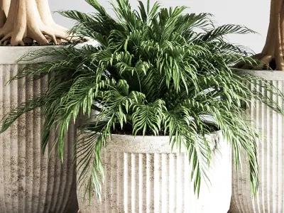 IndoorSetPlsnt14 four potted olive trees 3D model