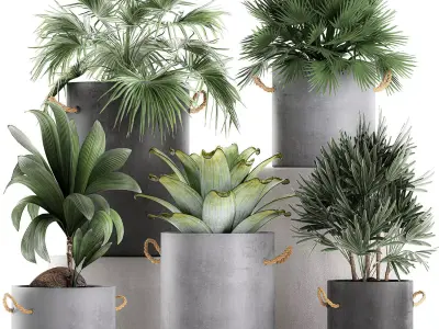 Plants in pots of concrete for the interior 601 3D model