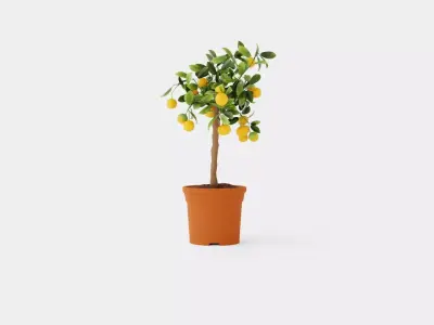 Citrus Calamondin stem Low-poly 3D model