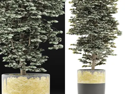 Plants Collection 127 Ligustrum 3D model