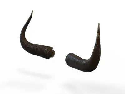 Bull Horns Low-poly 3D model