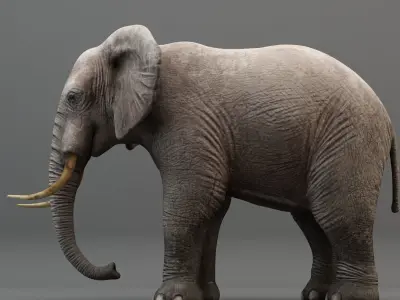 Animated Elephant 3D model Low-poly 3D model